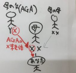AGA染色体遺伝の絵